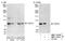 THO Complex 5 antibody, NBP1-19160, Novus Biologicals, Western Blot image 