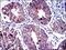 Apoptosis Inducing Factor Mitochondria Associated 1 antibody, NBP2-37577, Novus Biologicals, Immunohistochemistry frozen image 