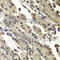 SUB1 Regulator Of Transcription antibody, A7070, ABclonal Technology, Immunohistochemistry paraffin image 