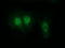 RAB, Member Of RAS Oncogene Family Like 2A antibody, M14567, Boster Biological Technology, Immunofluorescence image 