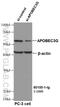 Apolipoprotein B MRNA Editing Enzyme Catalytic Subunit 3G antibody, 60100-1-Ig, Proteintech Group, Western Blot image 