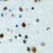 Forkhead Box N4 antibody, abx133714, Abbexa, Western Blot image 