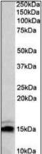 Neurogranin antibody, orb94941, Biorbyt, Western Blot image 