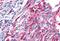 Frizzled Class Receptor 5 antibody, MBS244336, MyBioSource, Immunohistochemistry paraffin image 