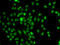 Forkhead Box N2 antibody, LS-C346267, Lifespan Biosciences, Immunofluorescence image 