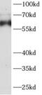 Hrb antibody, FNab00210, FineTest, Western Blot image 