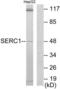 Serine Incorporator 1 antibody, LS-C119280, Lifespan Biosciences, Western Blot image 