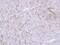 Basigin (Ok Blood Group) antibody, PA5-29787, Invitrogen Antibodies, Immunohistochemistry frozen image 