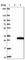 Phosphopantothenoylcysteine Decarboxylase antibody, HPA045667, Atlas Antibodies, Western Blot image 