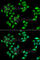 ITLN1 antibody, A7234, ABclonal Technology, Immunofluorescence image 
