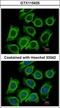 Dynactin Subunit 2 antibody, GTX115435, GeneTex, Immunofluorescence image 