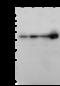 Forkhead Box J1 antibody, 101152-T36, Sino Biological, Western Blot image 