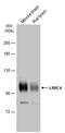 Leucine Rich Repeat Containing 4 antibody, PA5-78649, Invitrogen Antibodies, Western Blot image 