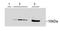 Parvalbumin antibody, orb19017, Biorbyt, Western Blot image 