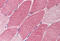 TSC Complex Subunit 1 antibody, MBS240303, MyBioSource, Immunohistochemistry frozen image 