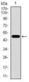 Cadherin 5 antibody, abx015809, Abbexa, Western Blot image 