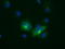 Lipase G, Endothelial Type antibody, TA501082, Origene, Immunofluorescence image 