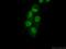 RB Binding Protein 7, Chromatin Remodeling Factor antibody, 20365-1-AP, Proteintech Group, Immunofluorescence image 