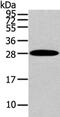 Zinc Finger Protein 365 antibody, CSB-PA123199, Cusabio, Western Blot image 
