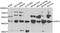 NAD-dependent deacetylase sirtuin-3 antibody, orb247889, Biorbyt, Western Blot image 