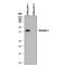 Musashi RNA Binding Protein 1 antibody, AF2628, R&D Systems, Western Blot image 