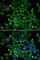 BCL2 Like 13 antibody, A1109, ABclonal Technology, Immunofluorescence image 