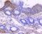 Tumor Protein P73 antibody, NBP2-67549, Novus Biologicals, Immunohistochemistry paraffin image 