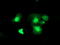 Thymidylate kinase antibody, TA503493, Origene, Immunofluorescence image 