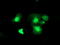 Deoxythymidylate Kinase antibody, TA503493, Origene, Immunofluorescence image 