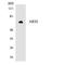 Arylsulfatase I antibody, LS-C200151, Lifespan Biosciences, Western Blot image 