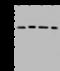 Eukaryotic Translation Initiation Factor 3 Subunit F antibody, 203086-T46, Sino Biological, Western Blot image 