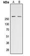 Acetyl-CoA Carboxylase Alpha antibody, orb234990, Biorbyt, Western Blot image 