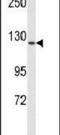Fms Related Tyrosine Kinase 1 antibody, PA5-26320, Invitrogen Antibodies, Western Blot image 
