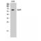 Erythropoietin Receptor antibody, LS-C383393, Lifespan Biosciences, Western Blot image 