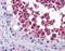 Cell Division Cycle 25C antibody, 51-400, ProSci, Immunohistochemistry frozen image 