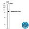 Signal Transducer And Activator Of Transcription 1 antibody, AF2894, R&D Systems, Western Blot image 