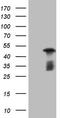 RB Transcriptional Corepressor 1 antibody, LS-C339687, Lifespan Biosciences, Western Blot image 