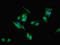 Eukaryotic Translation Initiation Factor 6 antibody, LS-C396318, Lifespan Biosciences, Immunofluorescence image 