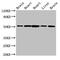 Nucleobindin 2 antibody, CSB-PA016146HA01HU, Cusabio, Western Blot image 