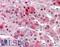 Kntc2 antibody, LS-B2891, Lifespan Biosciences, Immunohistochemistry paraffin image 
