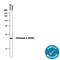 Proteinase 3 antibody, AF6134, R&D Systems, Western Blot image 