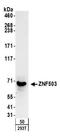 Zinc Finger Protein 503 antibody, A304-061A, Bethyl Labs, Western Blot image 