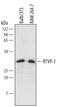 GLI Pathogenesis Related 1 antibody, AF4468, R&D Systems, Western Blot image 