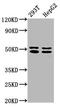 TRNA Nucleotidyl Transferase 1 antibody, LS-C681602, Lifespan Biosciences, Western Blot image 
