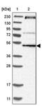 RNA methyltransferase-like protein 1 antibody, PA5-54600, Invitrogen Antibodies, Western Blot image 