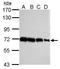 Heat Shock Protein Family A (Hsp70) Member 1A antibody, TA308905, Origene, Western Blot image 