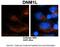 Dynamin 1 Like antibody, PA5-43802, Invitrogen Antibodies, Immunohistochemistry frozen image 