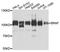 B-Raf Proto-Oncogene, Serine/Threonine Kinase antibody, abx000071, Abbexa, Western Blot image 
