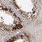 Centrin 3 antibody, HPA035608, Atlas Antibodies, Immunohistochemistry frozen image 