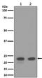 CD9 Molecule antibody, M01202, Boster Biological Technology, Western Blot image 